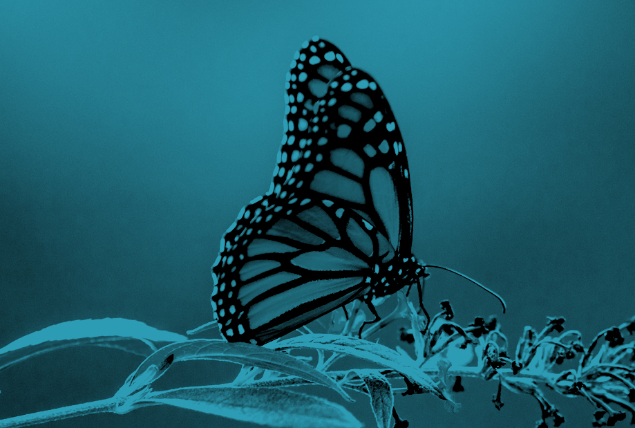 A monarch butterfly