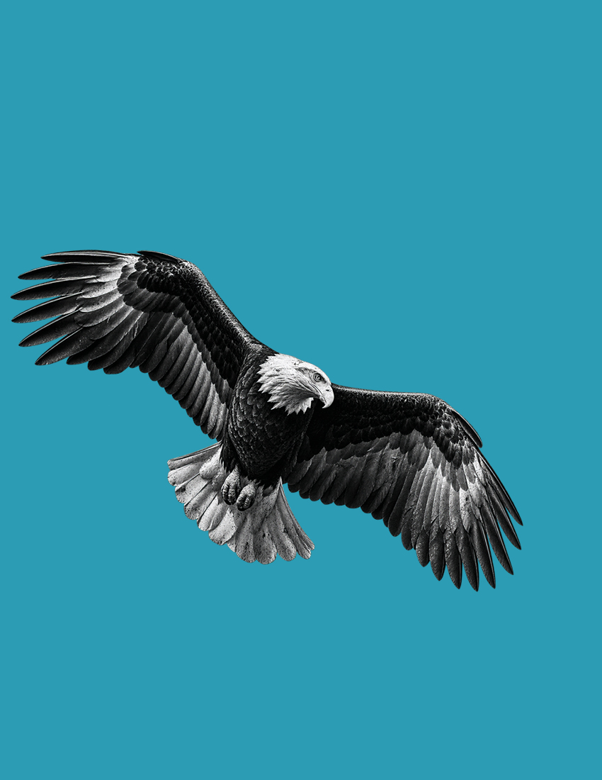 A bald eagle in flight